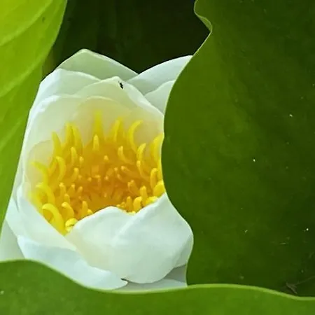 De Dromerie ベッド・アンド・ブレックファスト 4*