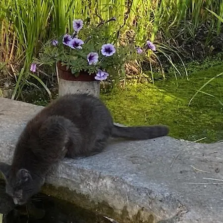 De Dromerie Bed & Breakfast Middelkerke