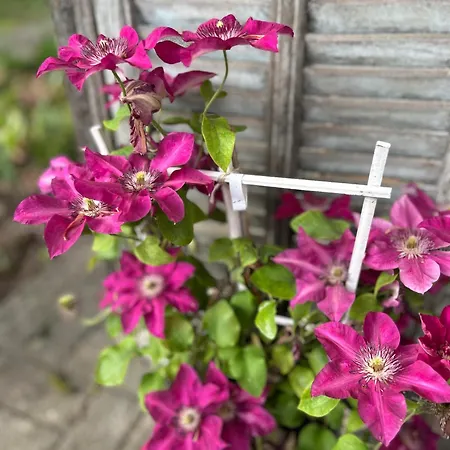 Bed & Breakfast De Dromerie 4*