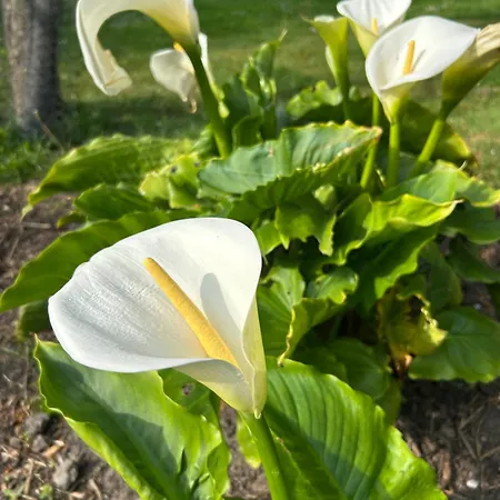 De Dromerie Bed & Breakfast Middelkerke