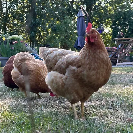 De Dromerie ベッド・アンド・ブレックファスト