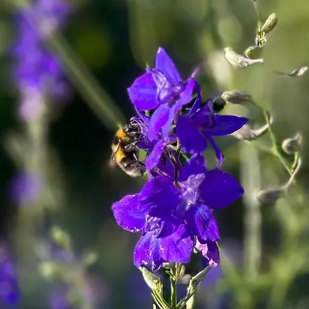 De Dromerie Bed & Breakfast 4*