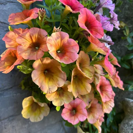 ベッド・アンド・ブレックファスト De Dromerie ミデルケルケ