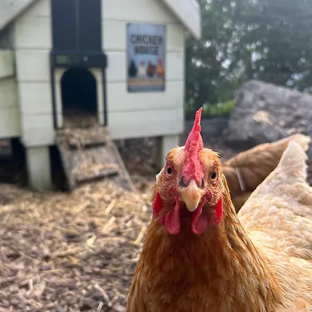 Bed & Breakfast De Dromerie Middelkerke