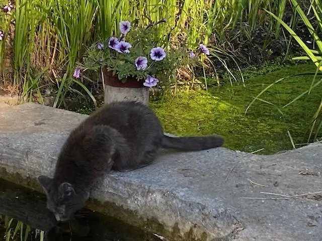 De Dromerie B&B 미들케르케