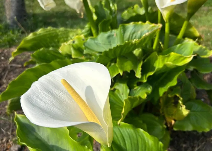 De Dromerie B&B 미들케르케